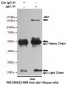 Anti-Jak1 Antibody